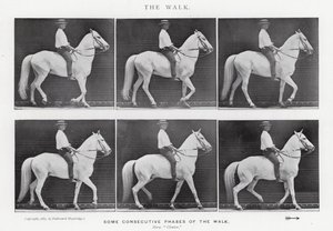 Eadweard Muybridge: Der Gang von Eadweard Muybridge