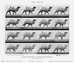 Der Spaziergang von Eadweard Muybridge