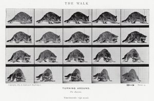 Der Spaziergang von Eadweard Muybridge