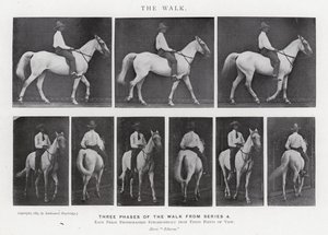 Eadweard Muybridge: Der Gang (s/w Foto) von Eadweard Muybridge