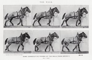 Eadweard Muybridge: Der Gang von Eadweard Muybridge