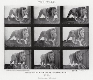 Eadweard Muybridge: Der Gang von Eadweard Muybridge