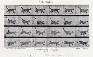 Eadweard Muybridge: Der Gang von Eadweard Muybridge