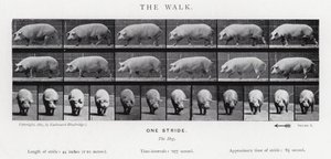 Eadweard Muybridge: Der Gang von Eadweard Muybridge