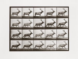 Elch, Tafel 692 aus Animal Locomotion, 1887 von Eadweard Muybridge