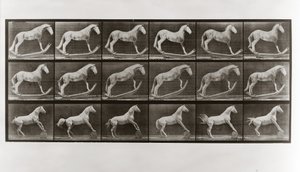 Pferd auf Schaukel und Pferd rollt ein Fass, Platte 649 aus Animal Locomotion von Eadweard Muybridge