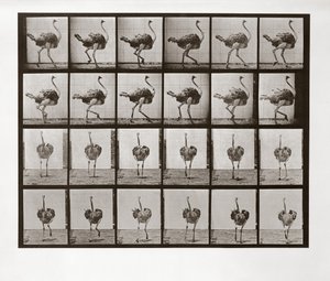 Strauß läuft, Tafel 772 aus Animal Locomotion, 1887 von Eadweard Muybridge