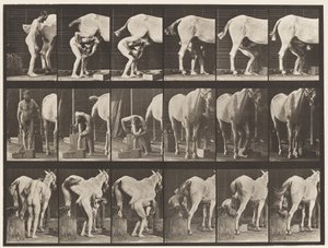 Tafel 509. Ein Pferd beschlagen von Eadweard Muybridge
