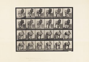 Tafel 564. Ziehen; Gebrochene Zugkette; Dunkelgraues Belgisches Pferd Dusel von Eadweard Muybridge