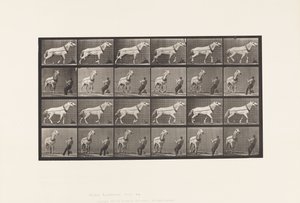 Tafel 573. Ziehen; Mann zieht am Kopf; Hellgraue Stute, 1885 von Eadweard Muybridge
