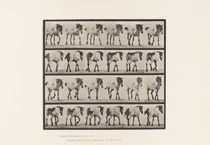 Tafel 575. Gehen; Frei; Dunkelgraues belgisches Pferd Hansel von Eadweard Muybridge