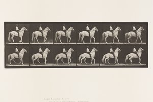 Tafel 577. Gehen; Sattel; Unregelmäßig; Weißes Pferd Clinton von Eadweard Muybridge