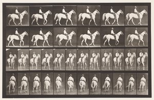 Tafel 579. Gehen; Sattel; Weißes Pferd Elberon, 1885 von Eadweard Muybridge