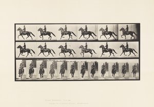 Tafel 593. Schaukelnd (Passgang): Sattel; Braunes Pferd Pronto von Eadweard Muybridge