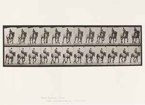 Tafel 599. Trabend; Ohne Sattel; Dunkelgrauer Dusel
