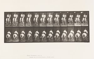 Tafel 604. Trabend; Sattel; Weißes Pferd Elberon