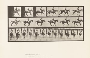 Tafel 620. Kanter; Sattel; Vollblut Braune Stute Annie 6 von Eadweard Muybridge