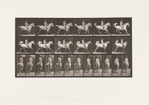 Tafel 622. Galopp; Sattel; Reiter, 43, Nackt; graues Pferd Smith, 1885 von Eadweard Muybridge