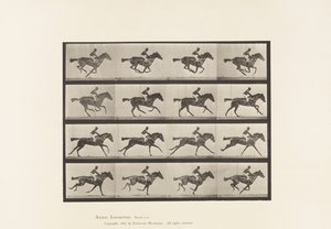 Tafel 626. Galopp; Vollblut Braune Stute Annie G. von Eadweard Muybridge
