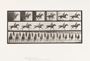 Tafel 633. Galopp; Sattel; Vollblut-Braunes Pferd Bouquet von Eadweard Muybridge