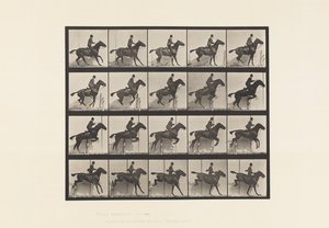 Tafel 638. Hürdensprung; Sattel; Braunes Pferd Daisy von Eadweard Muybridge
