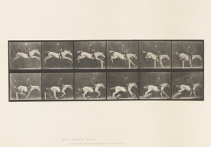Tafel 641. Hürde überspringen; Sattel; Hürde umstoßen und von Eadweard Muybridge