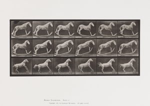 Tafel 649. A, Hornisse, Schaukelnd; B, Adler, rollendes Fass, usw. von Eadweard Muybridge