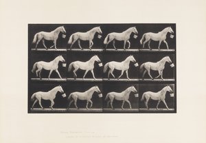 Tafel 650. Geht mit einem Eimer im Maul; Hellgraues Pferd von Eadweard Muybridge