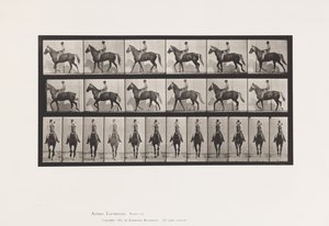 Tafel 654. Gehend; Sattel; Lahm, rechter Vorderfuß; Pferd-Buckskin von Eadweard Muybridge