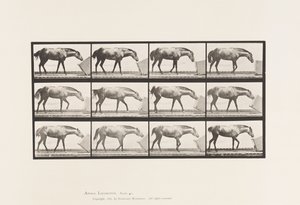 Tafel 657. Eine Kiste rollend; Pony, Lotta von Eadweard Muybridge