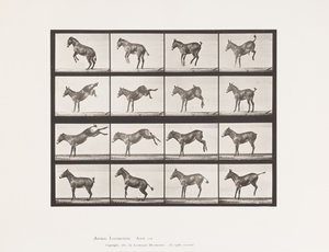 Tafel 659. Maultier; A, B, Bocken und Treten; Ruth von Eadweard Muybridge