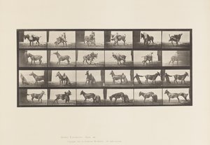 Tafel 662. Maultier; A, B, Ein widerspenstiges Tier Denver von Eadweard Muybridge