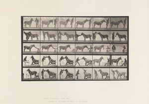 Tafel 664. Maultier; Verschiedene Darbietungen; an einem Tisch, etc. von Eadweard Muybridge