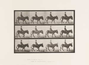 Platte 665. Esel; Gehen; Ohne Sattel; ein Junge reitet, Jennie von Eadweard Muybridge