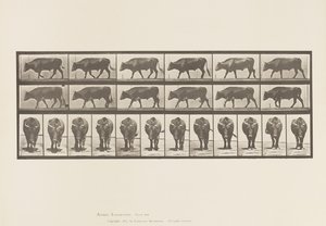 Tafel 670. Ochse; Gehend von Eadweard Muybridge