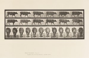 Tafel 671. Ochse; Gehend von Eadweard Muybridge