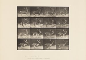 Platte 682. Damhirsch; Bock; A, Traben; B, Galoppieren von Eadweard Muybridge