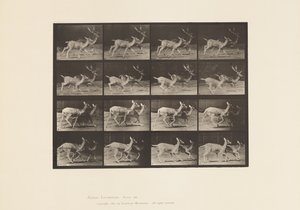 Platte 684. Damhirsch; A, Bock und Hirschkuh; B, Zwei Hirschkühe; Traben von Eadweard Muybridge