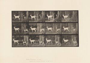 Platte 685. Damhirsch; Bock und Hirschkuh; Traben von Eadweard Muybridge