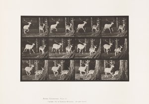 Tafel 686. Damhirsch; Bock und Hirschkuh; Galoppieren von Eadweard Muybridge