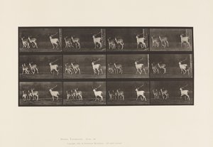 Tafel 687. Damhirsch; Bock und Gruppe von Hirschkühen; Galoppieren von Eadweard Muybridge