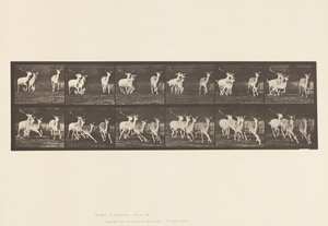 Tafel 688. Damhirsch; Bock und Gruppe von Hirschkühen; Galoppierend von Eadweard Muybridge