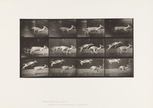 Tafel 691. Damhirsch; Hirschkuh; Galoppierend; und Kitz; Springend von Eadweard Muybridge