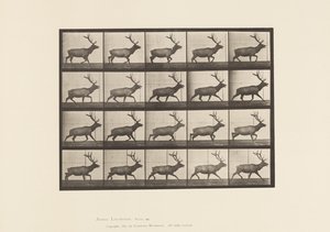 Tafel 692. Elch, trabend von Eadweard Muybridge