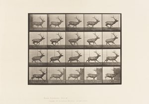 Tafel 693. Elch, Galoppieren von Eadweard Muybridge