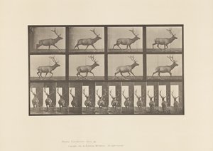 Tafel 694. Elch, Galoppierend von Eadweard Muybridge