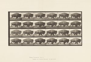 Platte 699. Büffel; Gehen von Eadweard Muybridge