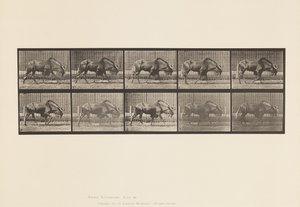 Tafel 701. Gnu; Gehend von Eadweard Muybridge