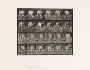 Tafel 703. Hund; Laufend; Unterbrochener Mastiff-Schrecken von Eadweard Muybridge