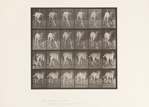 Tafel 705. Hund; Trabend; Mastiff von Eadweard Muybridge